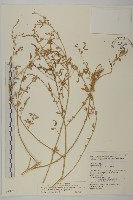 變葉藜藏品圖，第1張