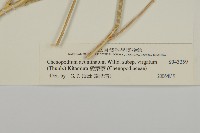 變葉藜藏品圖，第3張