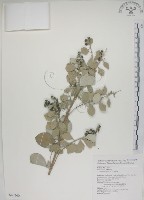 海埔姜藏品圖，第1張