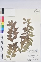 臺灣假黃楊藏品圖，第1張