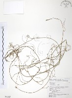 無根草藏品圖，第1張