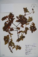 呂宋莢迷藏品圖，第1張