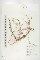 長葉茅膏菜藏品圖，第1張