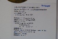 忍冬、金銀花藏品圖，第2張