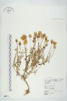 天人菊藏品圖，第1張