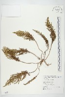 茵蔯蒿藏品圖，第1張