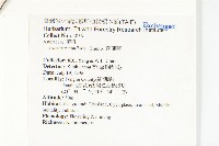 茵蔯蒿藏品圖，第2張