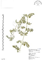 臺灣蒺藜藏品圖，第1張