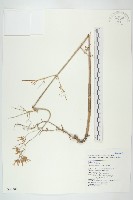 小燈籠草、大還魂藏品圖，第1張