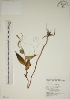 臺灣油點草藏品圖，第1張