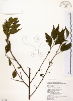 烏皮九芎、奮起湖野茉莉藏品圖，第1張