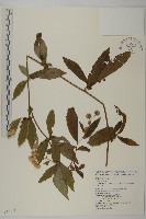 大頭艾納香藏品圖，第1張