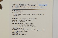 大頭艾納香藏品圖，第2張