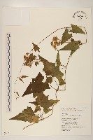 蔓澤蘭藏品圖，第1張