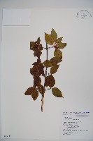 呂宋莢迷藏品圖，第1張