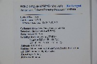 呂宋莢迷藏品圖，第2張
