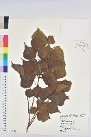 烏臼藏品圖，第1張