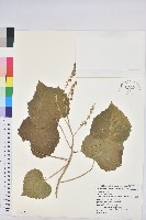 蟲屎藏品圖，第1張