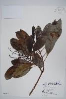 山檨子藏品圖，第1張