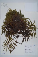 黃連木、爛心木藏品圖，第1張