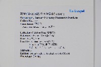 黃連木、爛心木藏品圖，第2張