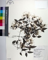 臺灣鐵線蓮藏品圖，第1張