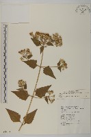 香澤蘭、飛機草藏品圖，第1張