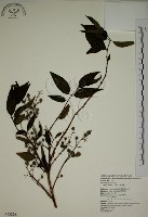 大葉溲疏藏品圖，第1張