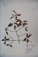 狹葉莢迷藏品圖，第1張