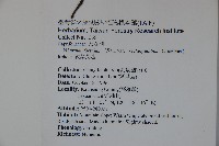 狹葉莢迷藏品圖，第2張