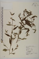 黃金珠藏品圖，第1張