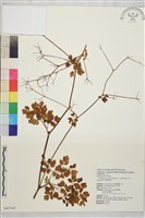 微毛爪哇唐松草藏品圖，第1張