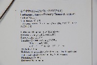 雲南冬青藏品圖，第2張