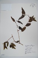 阿里山忍冬、漸尖葉忍冬藏品圖，第1張