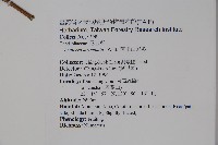 阿里山忍冬、漸尖葉忍冬藏品圖，第2張