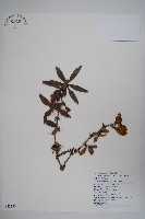 臺灣小蘗藏品圖，第1張