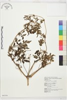 繡球藤藏品圖，第1張