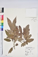 狹葉櫟藏品圖，第1張