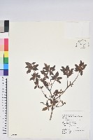 紅毛杜鵑藏品圖，第1張