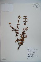 小葉莢迷藏品圖，第1張