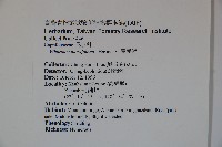 小葉莢迷藏品圖，第2張