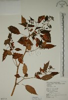 燈籠草藏品圖，第1張