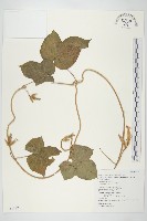 牽牛花藏品圖，第1張