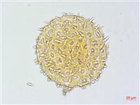 牽牛花藏品圖，第4張