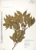 石朴藏品圖，第1張