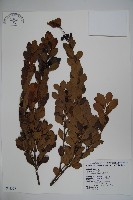 圓葉冬青藏品圖，第1張