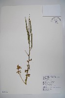 向天黃藏品圖，第1張