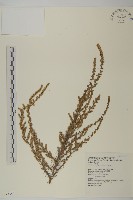 茵蔯蒿藏品圖，第1張