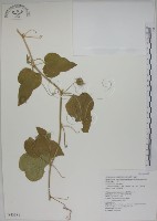 毛西番蓮藏品圖，第1張