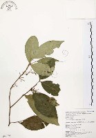 石苓舅藏品圖，第1張